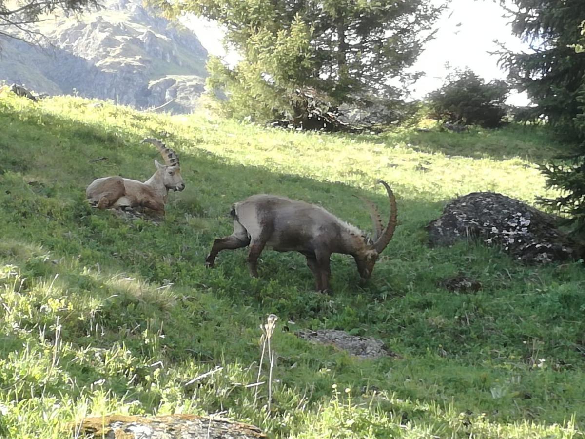 Le Cocon Du Catogne Proche Martigny Verbier - Netflix - Valettes Dış mekan fotoğraf